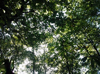 WP_000380