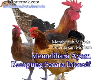 beternak ayam kampung secara intensif