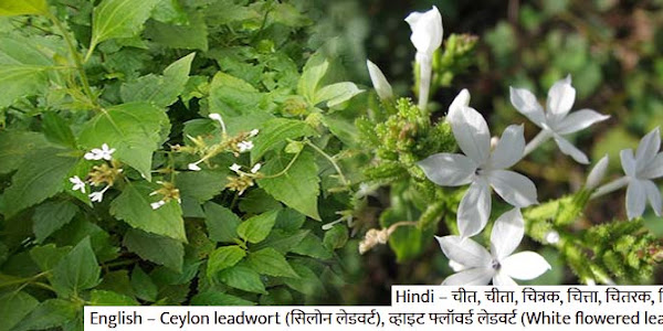 चित्रक के फायदे, चित्रक के उपयोग plumbago zeylanica (Chitrak) Benefits Chitrak Ayurvedic Herb
