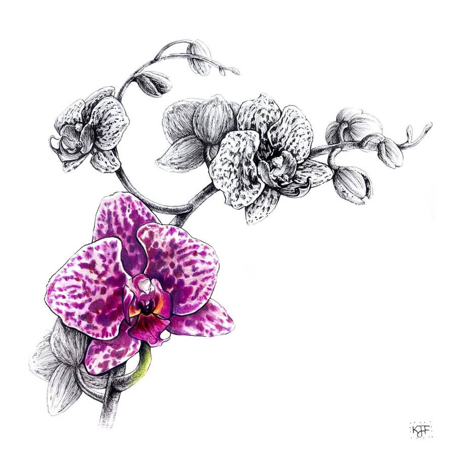 09-Botany-and-Orchids-Animals-and-Nature-Drawings-Kristin-Frost