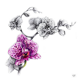 09-Botany-and-Orchids-Animals-and-Nature-Drawings-Kristin-Frost