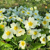 Primrose Flower Meaning: Unraveling the Symbolism and Significance