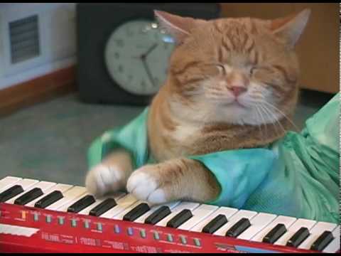 Keyboard cat