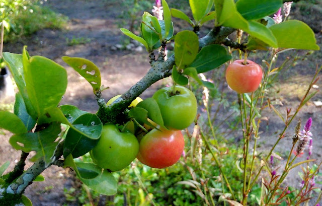 Buah Ceri Cina (Acerola - Barbados Cerry)