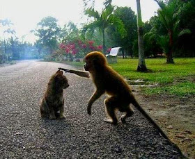 Funny Monkey