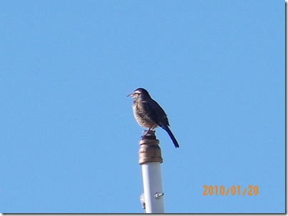 cactus wren on a flag pole