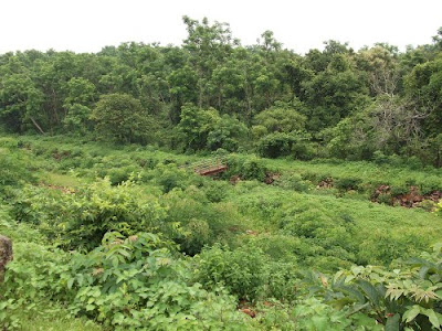 Forest in Durgapur 