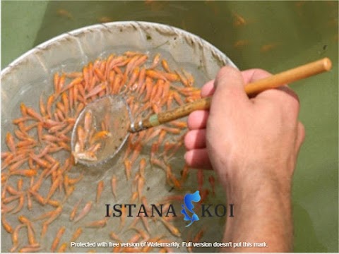 Jual Ikan Koi Kualitas Super di Menteng Jakarta Pusat