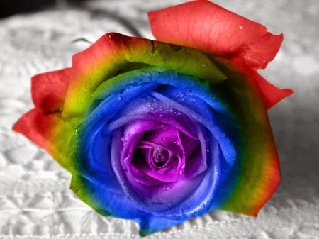 Best Rainbow Flower HD Wallpaper Free