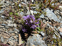 [Gentianaceae] Gentianella engadinensis - (Genzianella dell'Engadina)