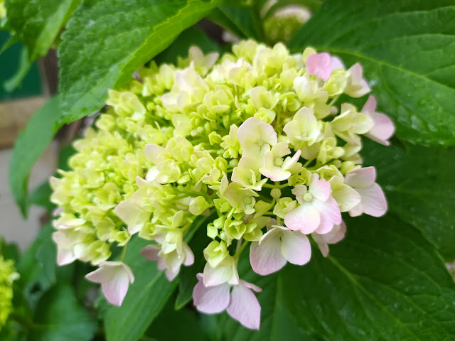 Hortensia (Hydrangea macrophylla (Thunb.) Ser.).