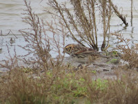 Lapland Bunting