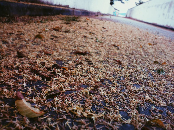 inverno, folhas no chão, caminhos, folhas