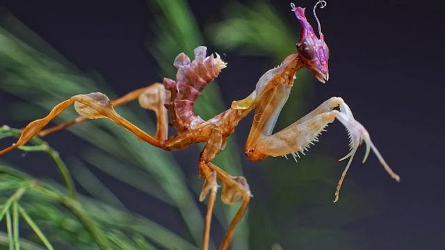 Devil’s Flower Mantis