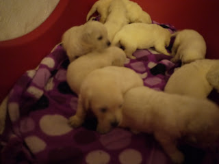 Golden Retriever cachorros