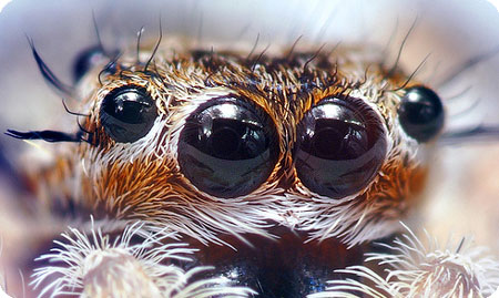 虫観覧注意 色を理解する生命の不思議 蜘蛛 昆虫の目と人間の目 複眼と単眼 朝倉光のオールジャンルブログ