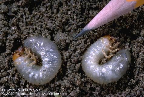 Xtremehorticulture of the Desert: What You Should Know About Grubs