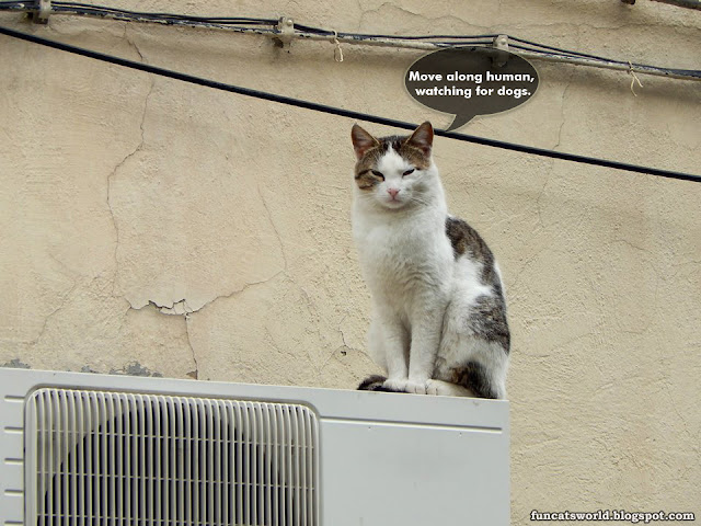 Watcher Cat