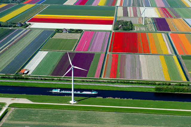 Fotos aéreas de plantações de tulipas na Holanda