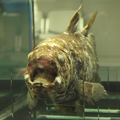 Coelacanth,كويلاكانث ,سمكة,الكهوف,البحار,الأحفورة,إنقراض