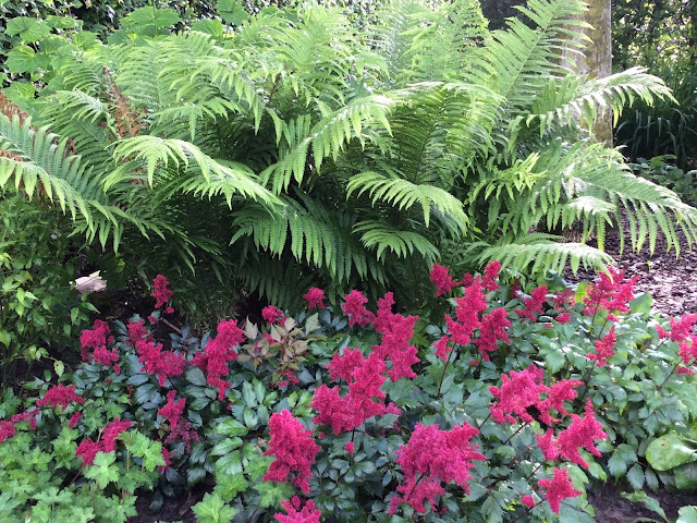 Astilbe arendsii 'Fanal'