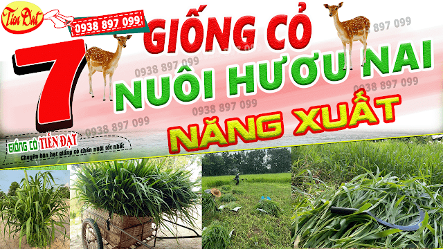 7 Loại giống cỏ nuôi hươu nai năng suất cao nhất tại Việt Nam