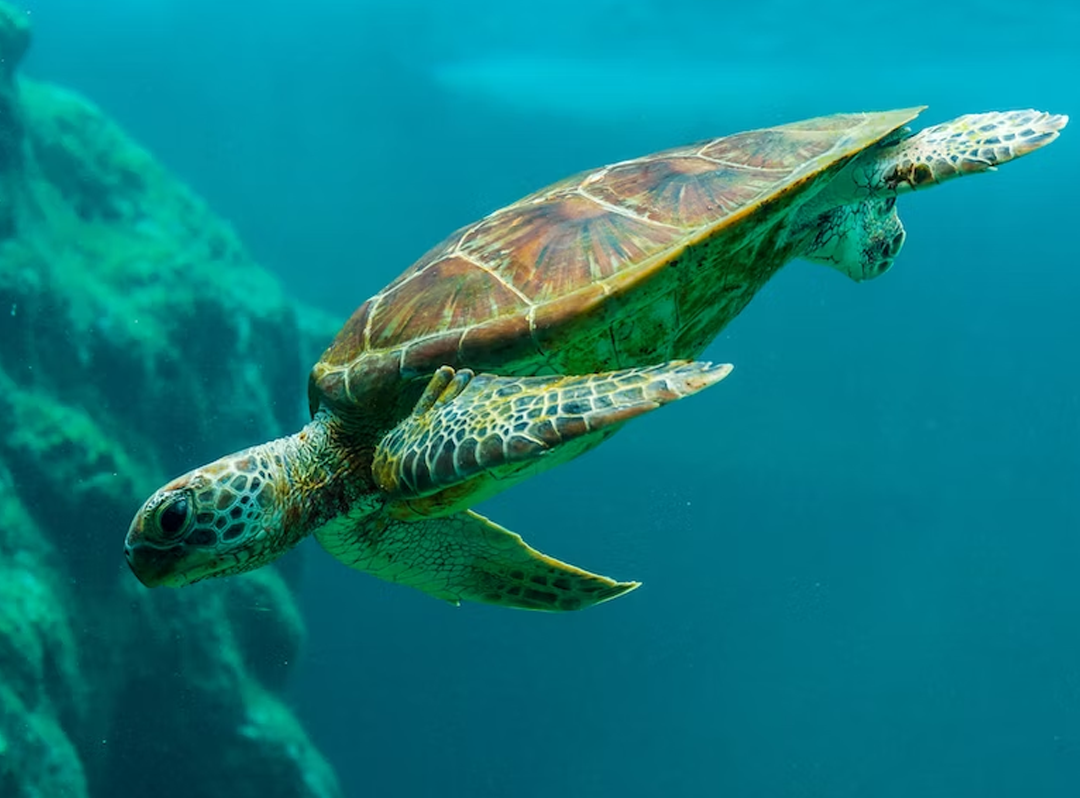 blog.mangotours.com: Philippine Destinations To Find Turtles