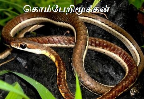 கொம்பேறி மூக்கன் - Bronze back tree snake.