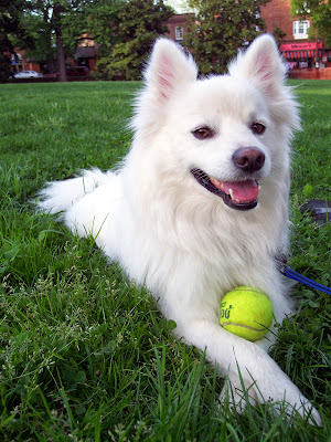 American-Eskimo-white-dog