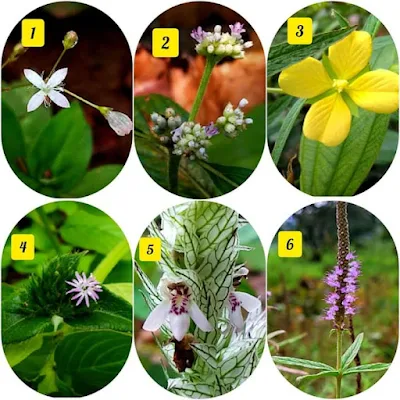 Oldenlandia ovatifolia , Knoxia sumatrensis, Ludwigia octovalvis , Elephantopus scaber , Justicia betonica , Pogostemon quadrifolius