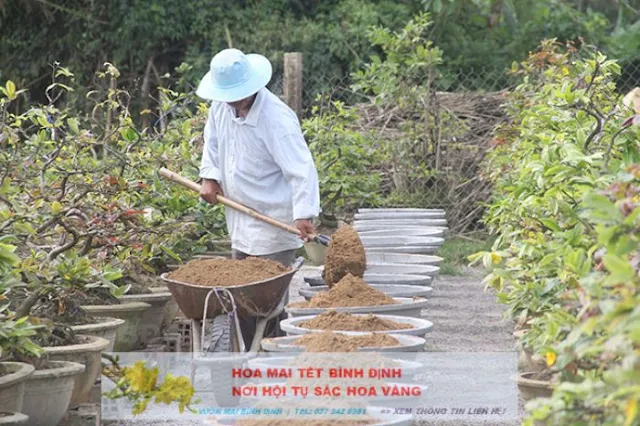 Thay đất cho cây mai Bình Định