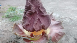 Viral Jadi Tontonan Warga Bunga Raflesia Tumbuh Di Pekarangan Warga Tanjabbar Jambi