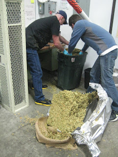 Measuring out 30# and breaking up the hops.