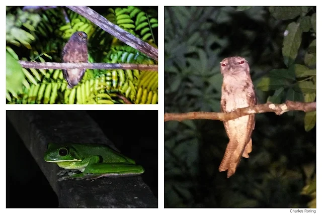 birding in west papua