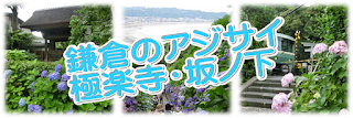 極楽寺・坂ノ下のあじさい