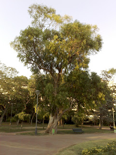 Resultado de imagen para eucalipto arbol en siria