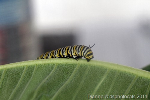 IMG_6902 Monarch Caterpiller 