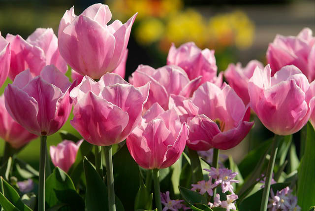 Peach Blossom | Double Early Tulip