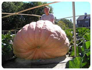 big pumpkin for large family