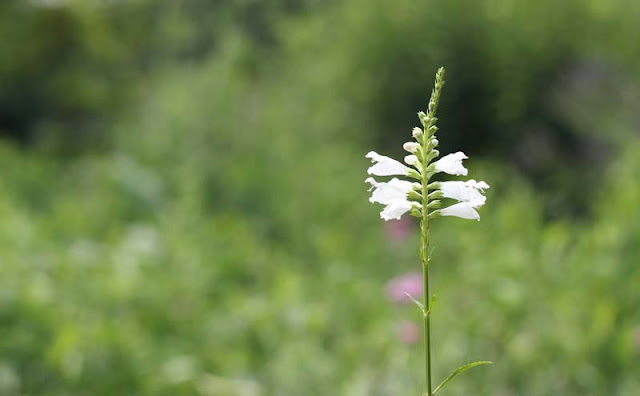 Physostegia Virginiana Flowers Pictures