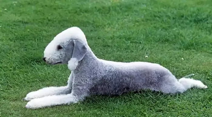 Bedlington Terrier Dog Breed