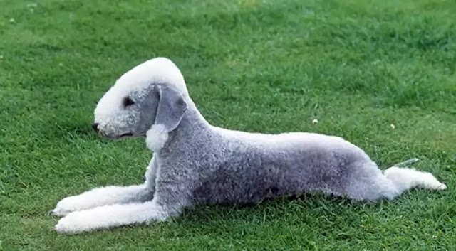 Bedlington Terrier Dog Breed Info: Price, Characteristics, Aggressiveness & Facts