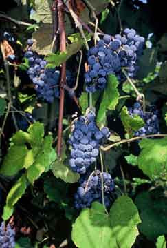 Grapes have been cultivated in Misori for a century and a half