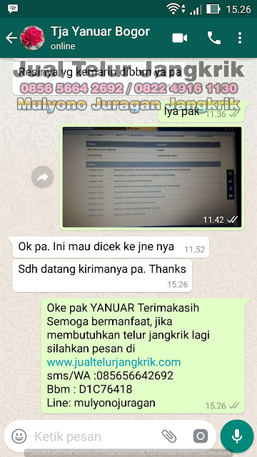 budidaya jangkrik, cara beternak jangkrik, cara budidaya jangkrik, cara ternak jangkrik, jual telur jangkrik, ternak jangkrik