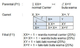 persilangan buta warna