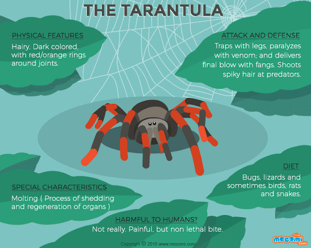 Tarantula Gifographic