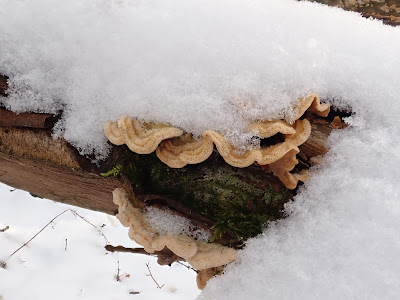 Puszcza Niepołomicka zimą, koniec ferii zimowych 2019, grzyby 2019, grzyby zimą, grzyby pod śniegiem