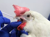 Argentina reports new cases of bird flu in its territory.