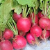 Taste of nature in court as plant growers slug it out over red radish patent