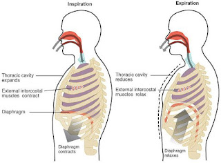 Breathe from the Diaphragm in 3 Easy Steps